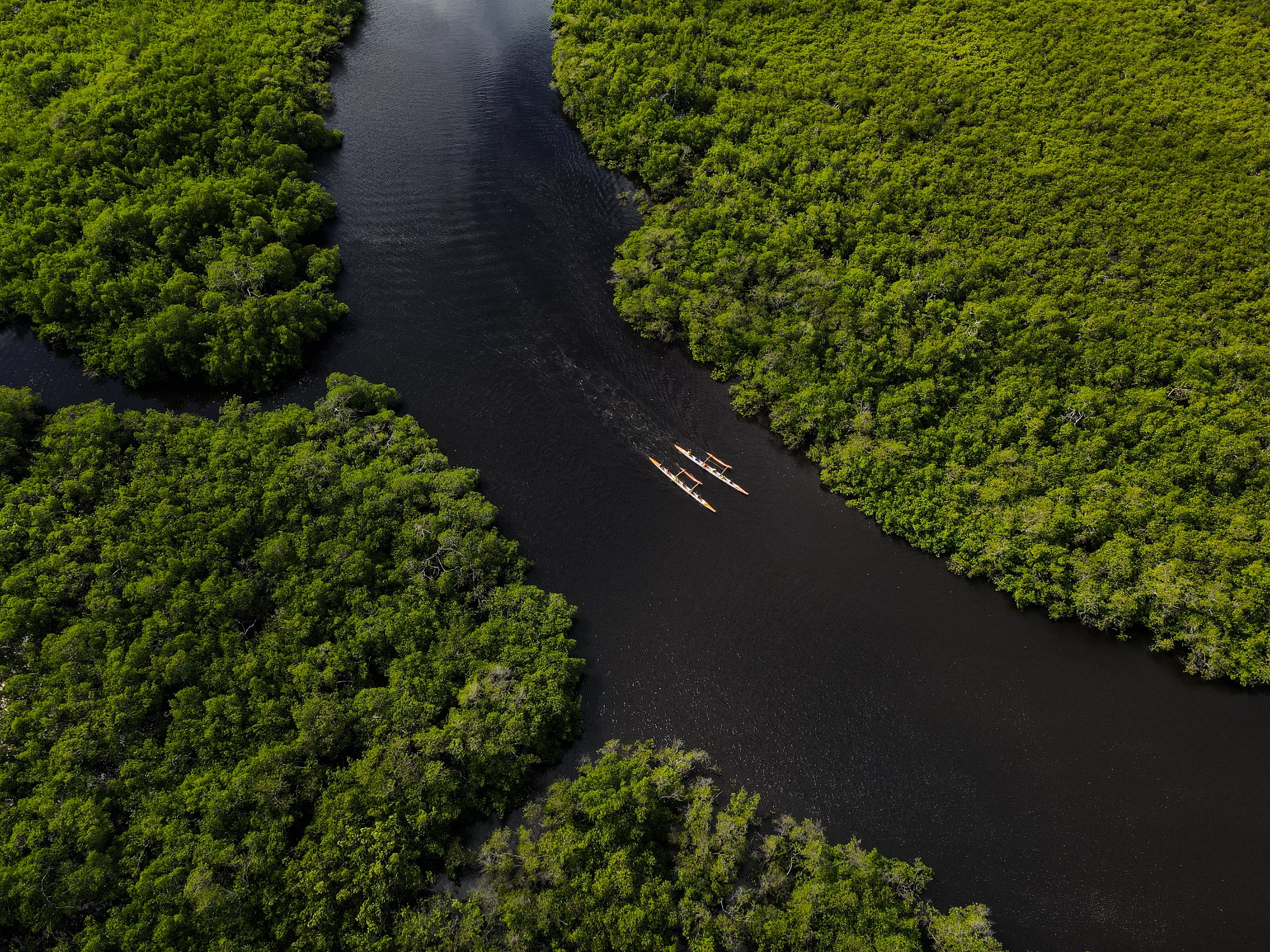 Vista aérea de duas canoas no rio escuro entre o mangue